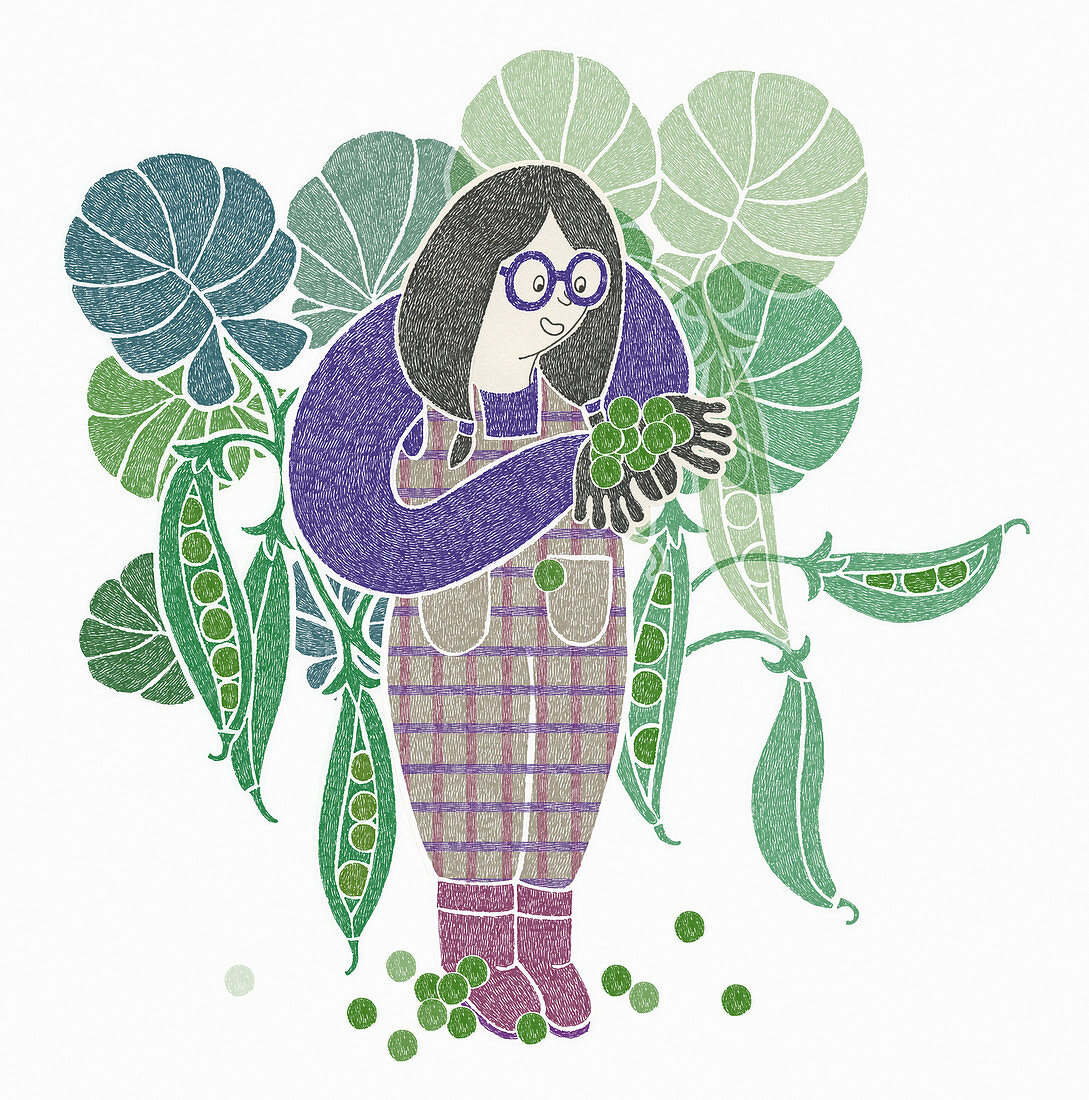 Young woman picking peas, illustration