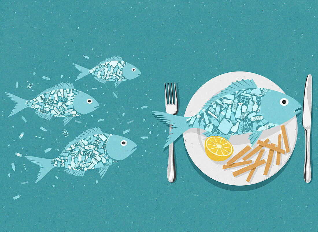 Plastic in the foodchain, conceptual illustration