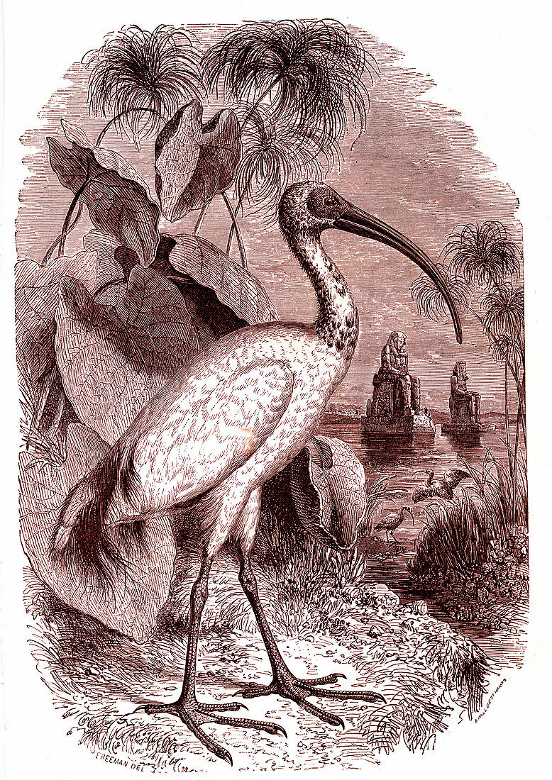 Sacred ibis of Egypt, 19th century