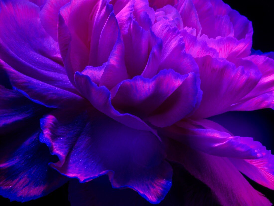 Carnation flower in ultraviolet light