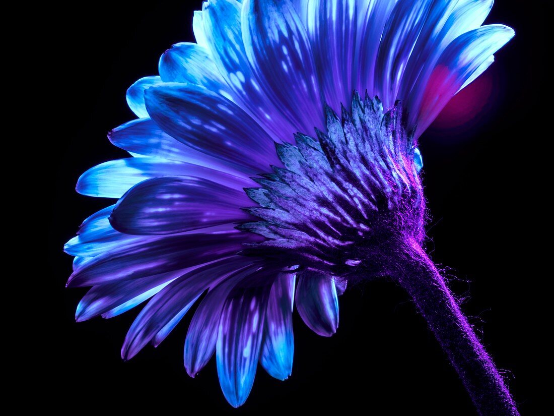Gerbera flower in ultraviolet light