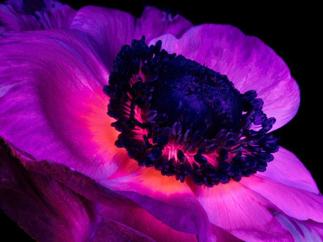 Anemone flower in ultraviolet light