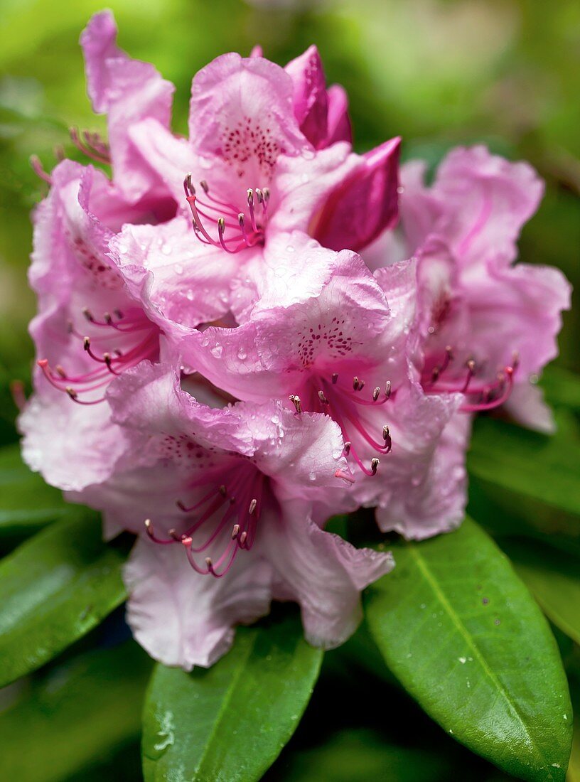 Rhododendron 'Pink Pearl'