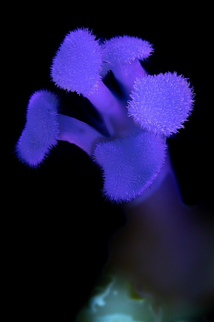Hibiscus flower reproductive organs in UV light