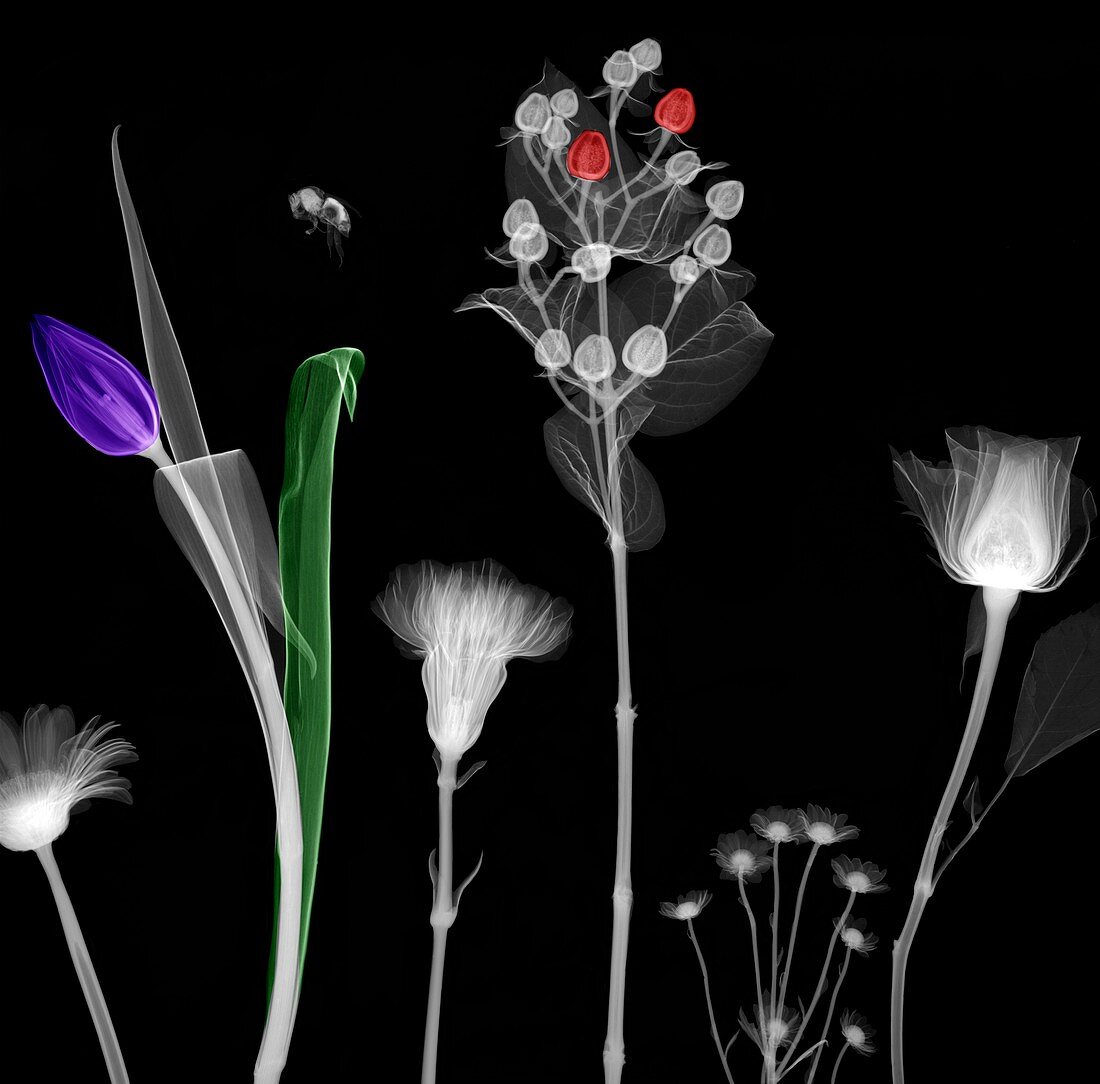 Bee and flowers, X-ray