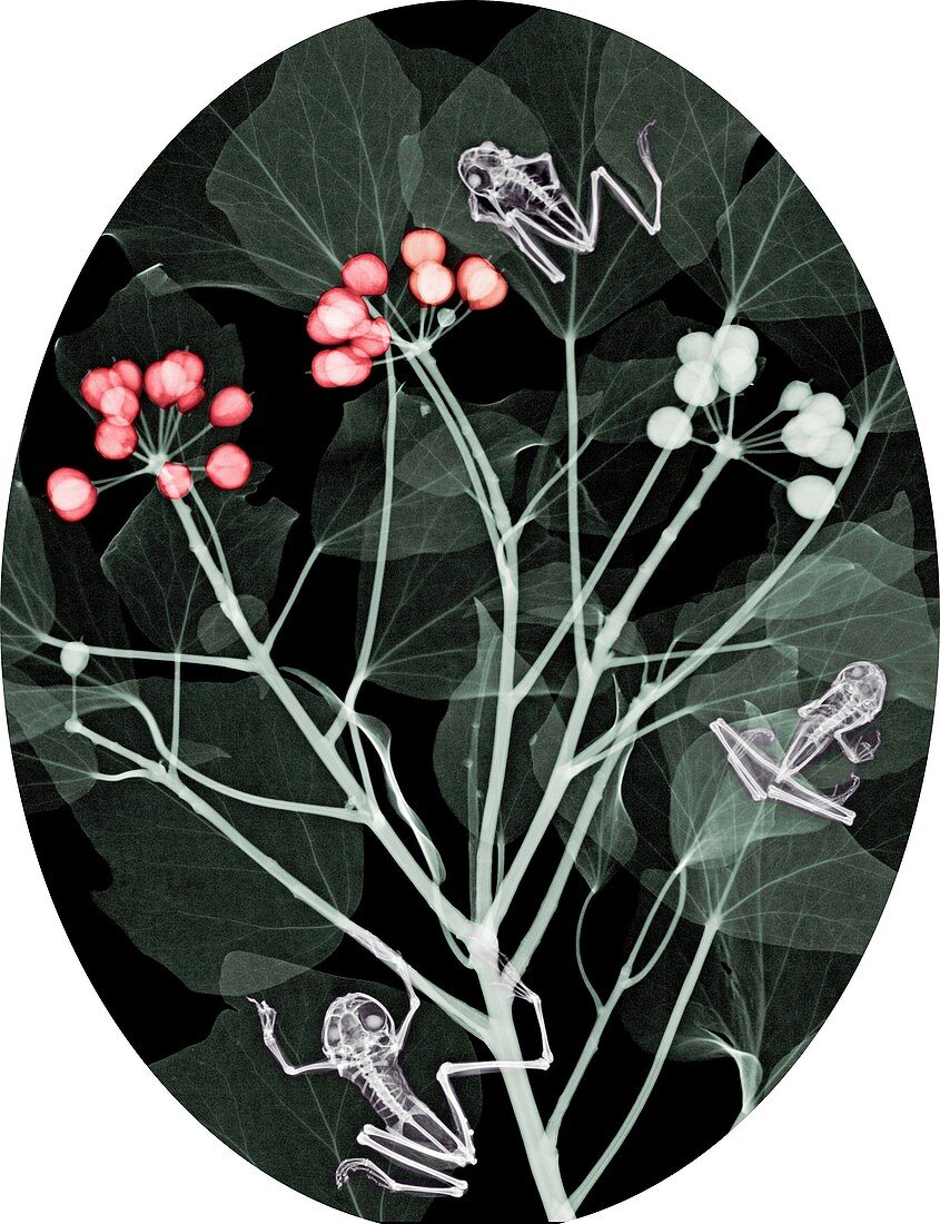 Frogs perched in a plant, X-ray
