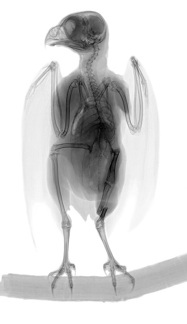 Little owl, X-ray