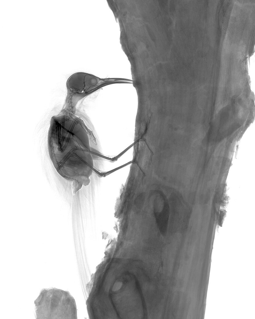 Treecreeper, X-ray