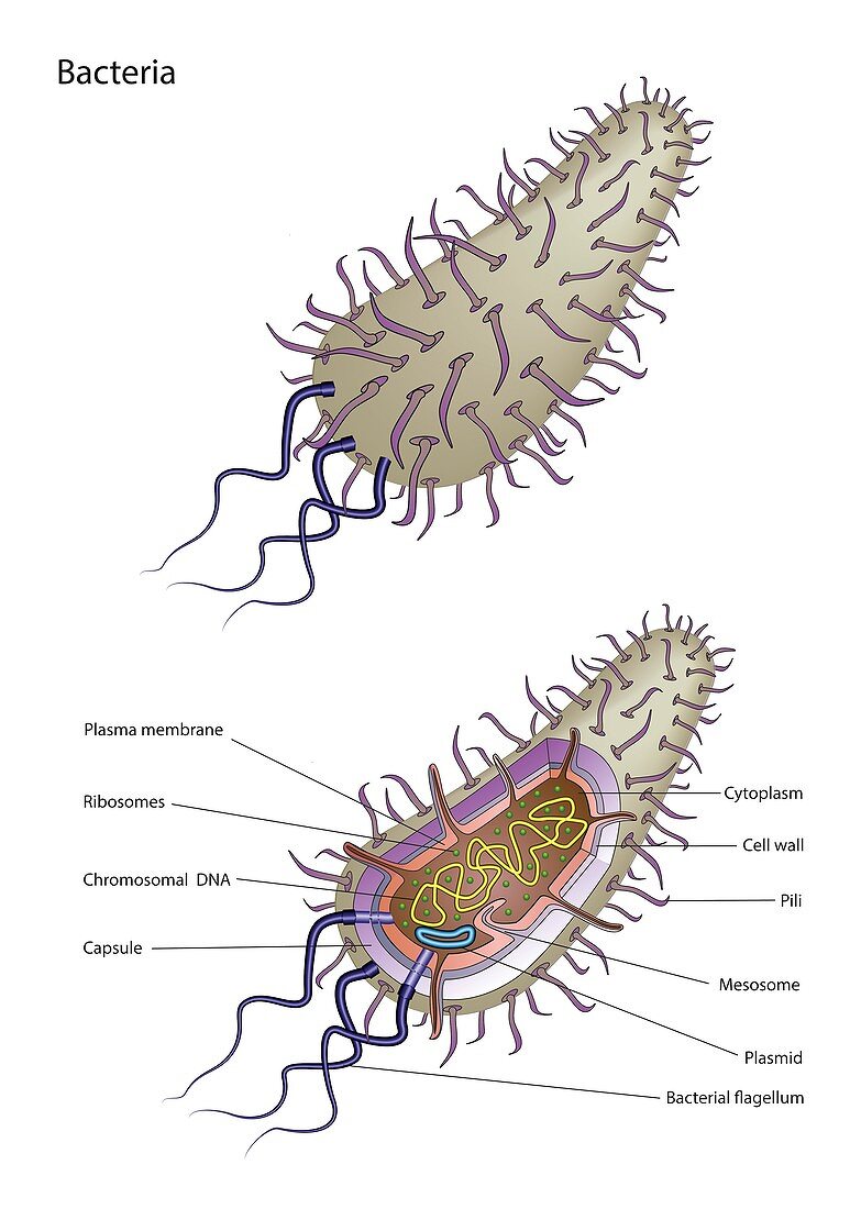 Bacterial cell structure, illustration