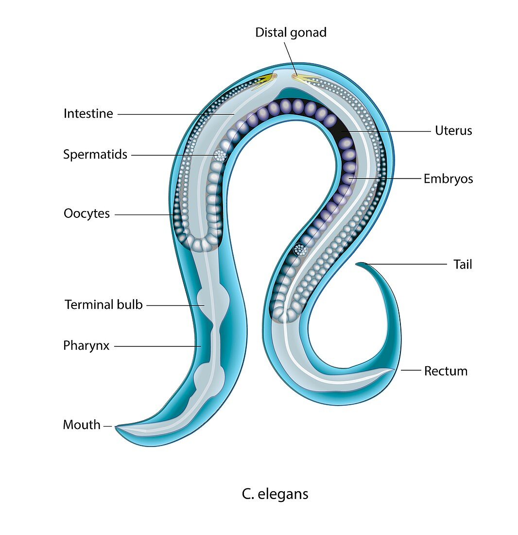C. elegans worm anatomy, illustration