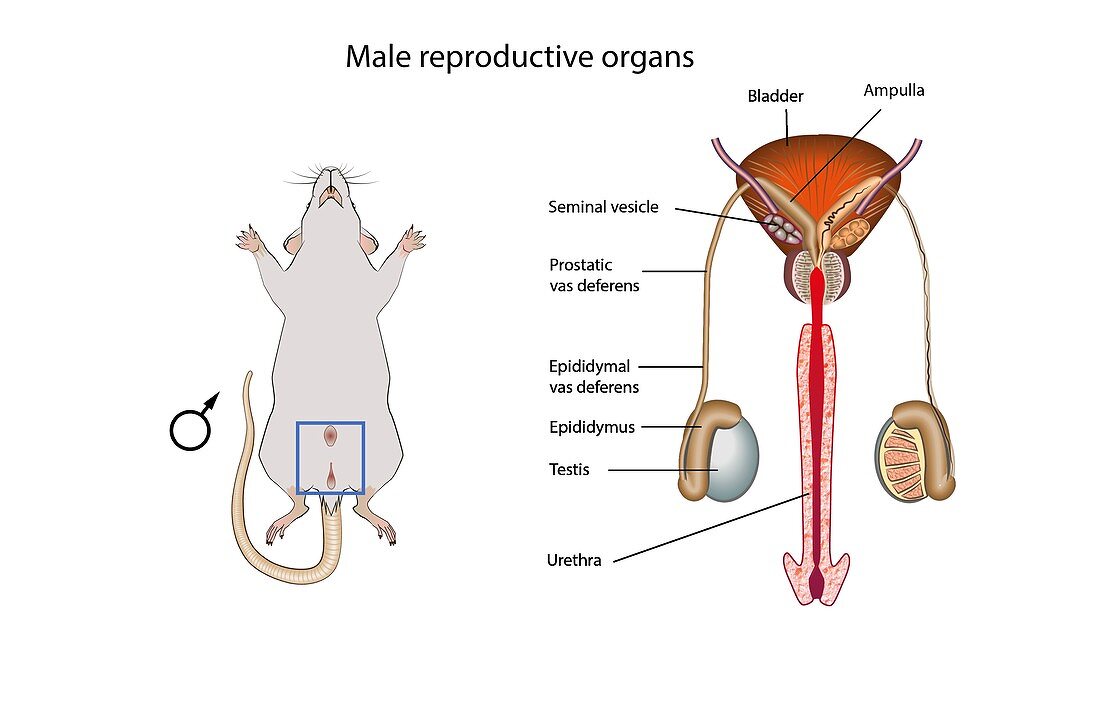 Mouse male reproductive system, illustration