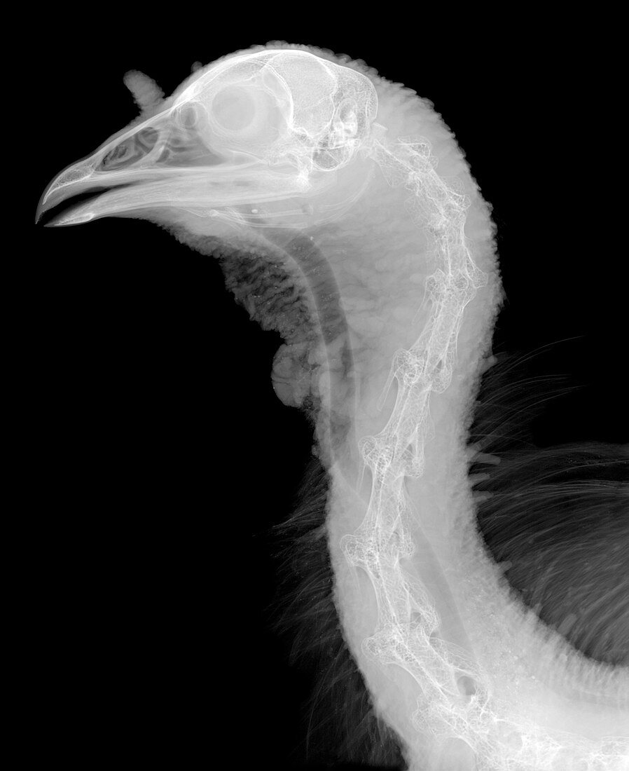 Turkey's head and neck, X-ray