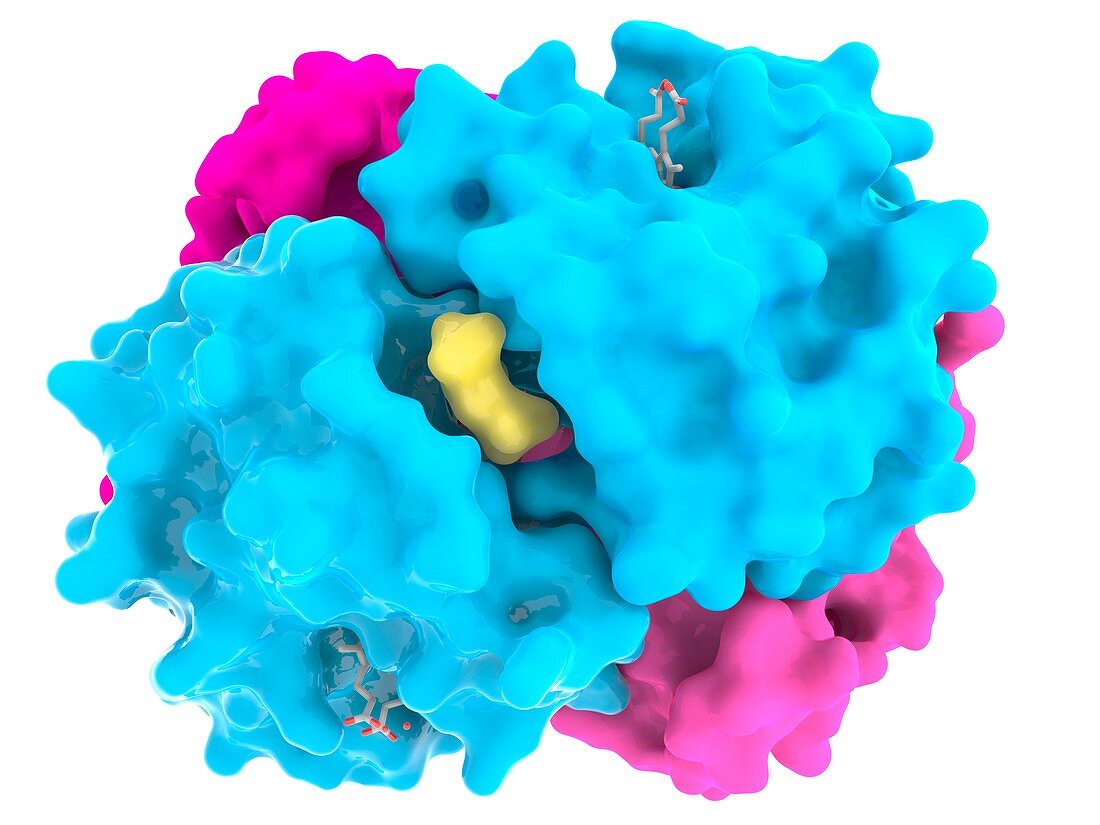 Haemoglobin, molecular model