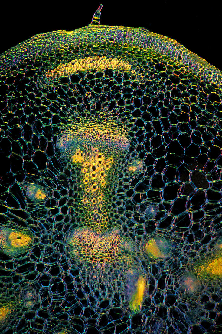 Courgette (Cucurbita pepo) stalk, light micrograph
