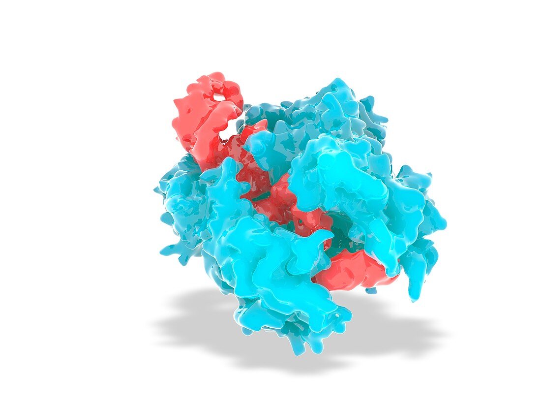 CRISPR-Cas13 gene editing complex, illustration