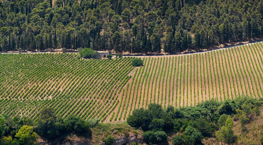 Vineyard near the temple of Segesta