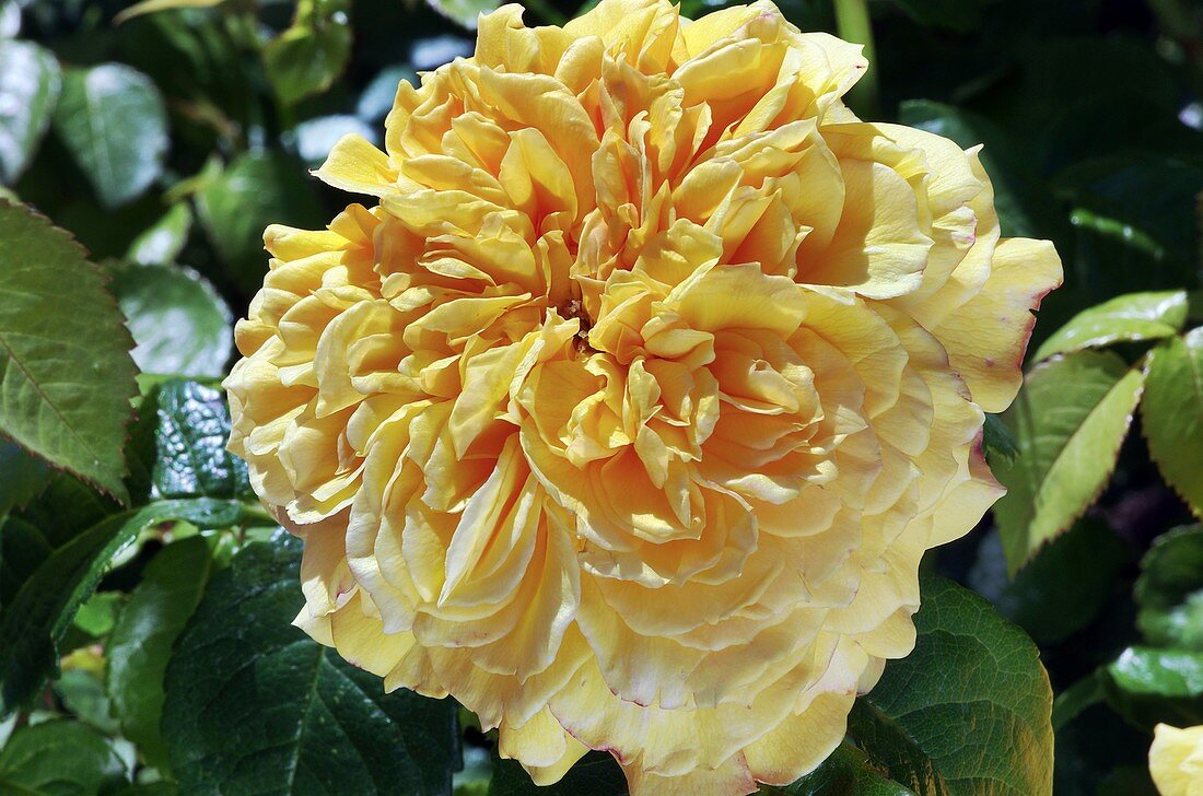 Rose (Rosa 'Leah Tutu') flower