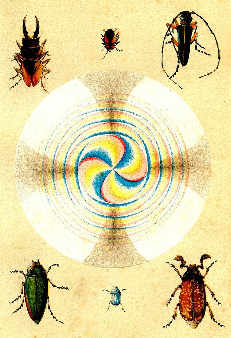 Insect and quartz optical phenomena, 19th century