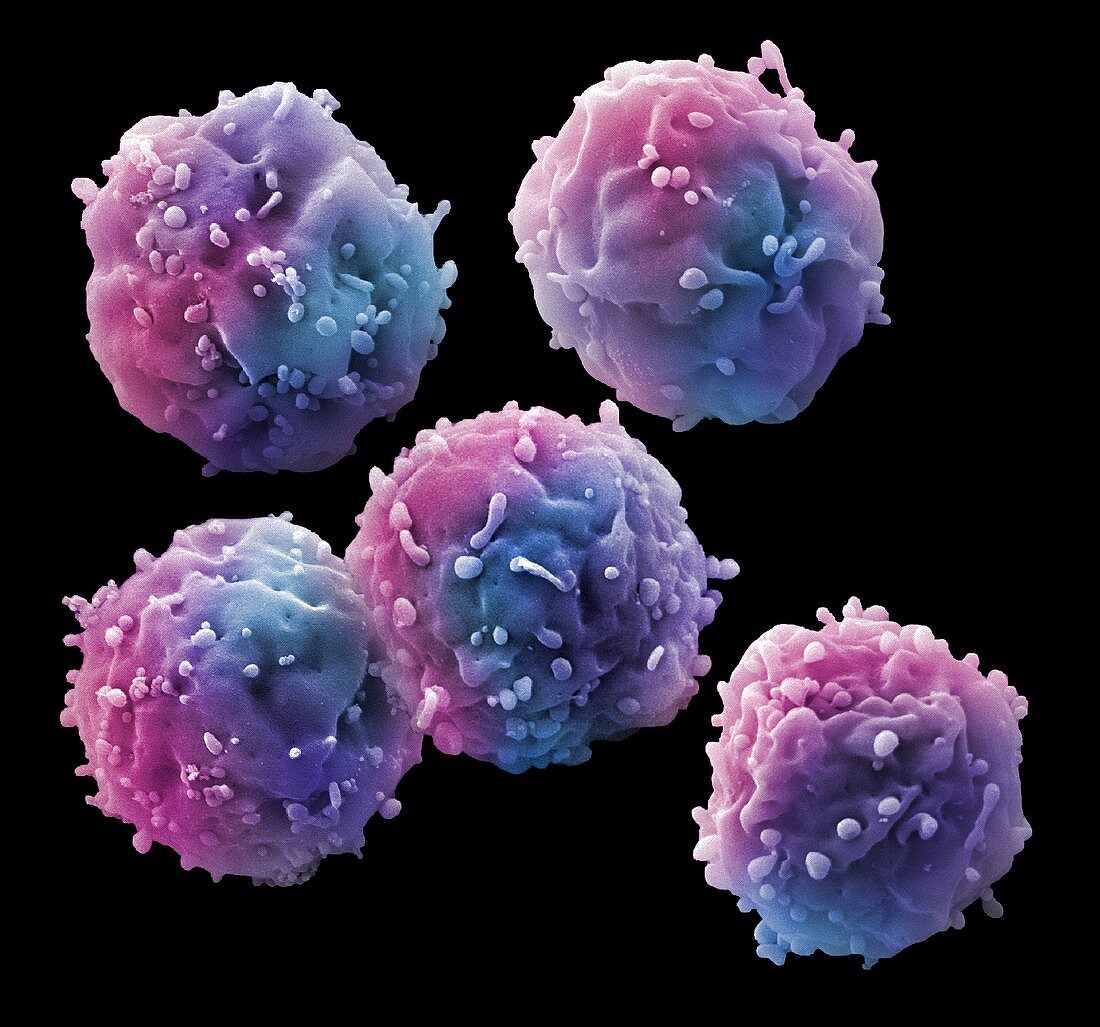Stem cells, SEM