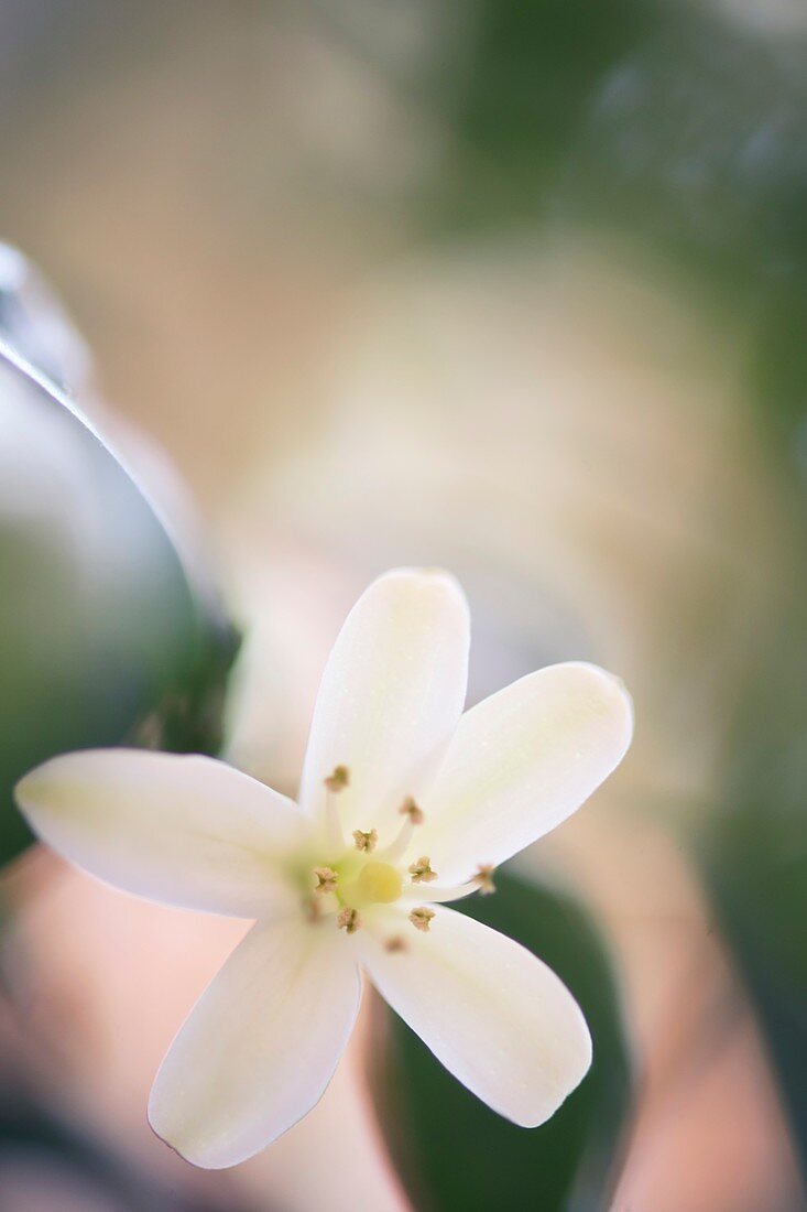 Murraya (Murraya paniculata) flower