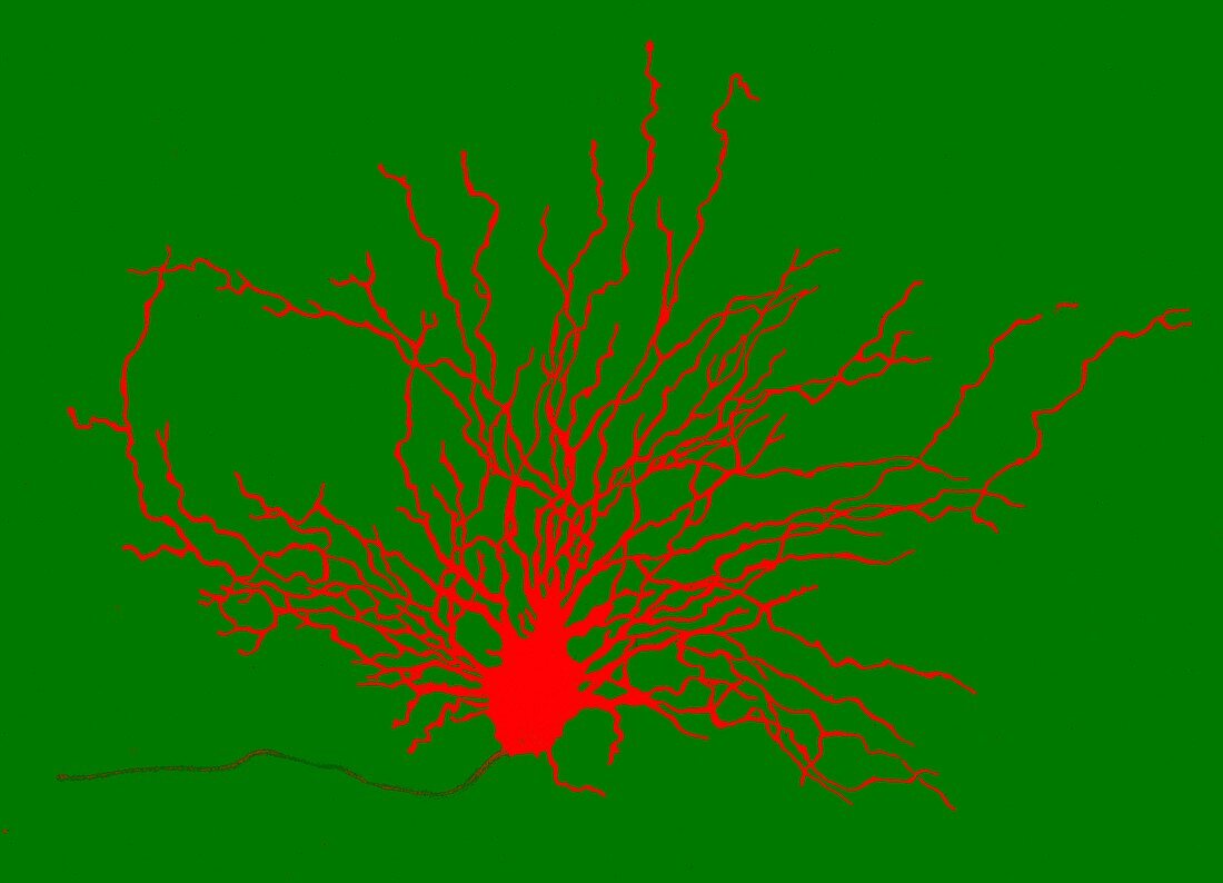 Nerve cell, historical illustration