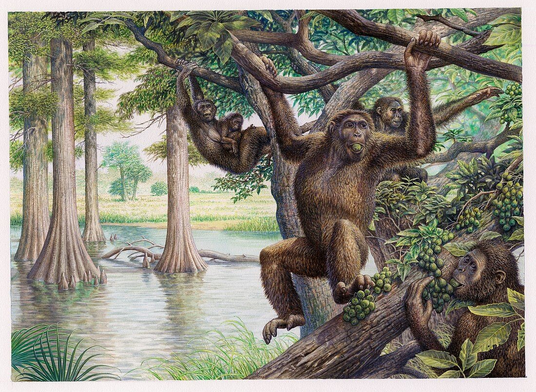 Dryopithecus extinct ape, illustration
