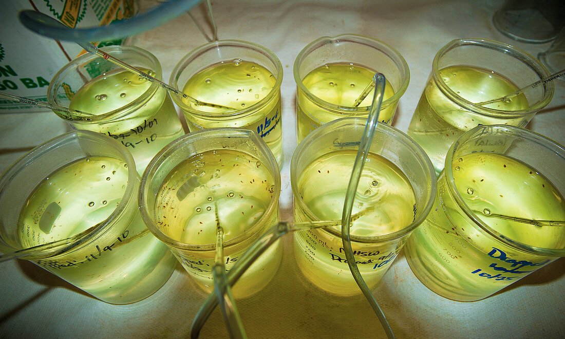 Samples in aquatic toxicology lab