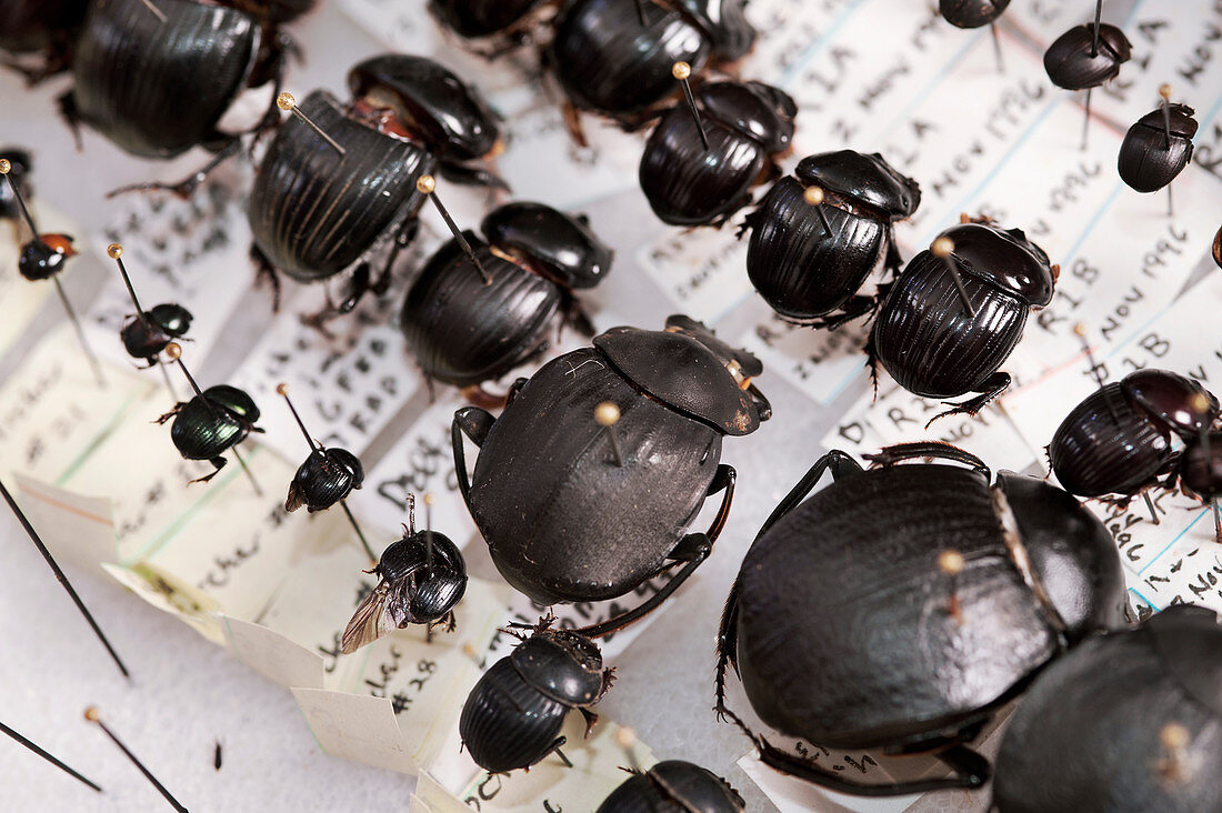 Pinned beetle specimens