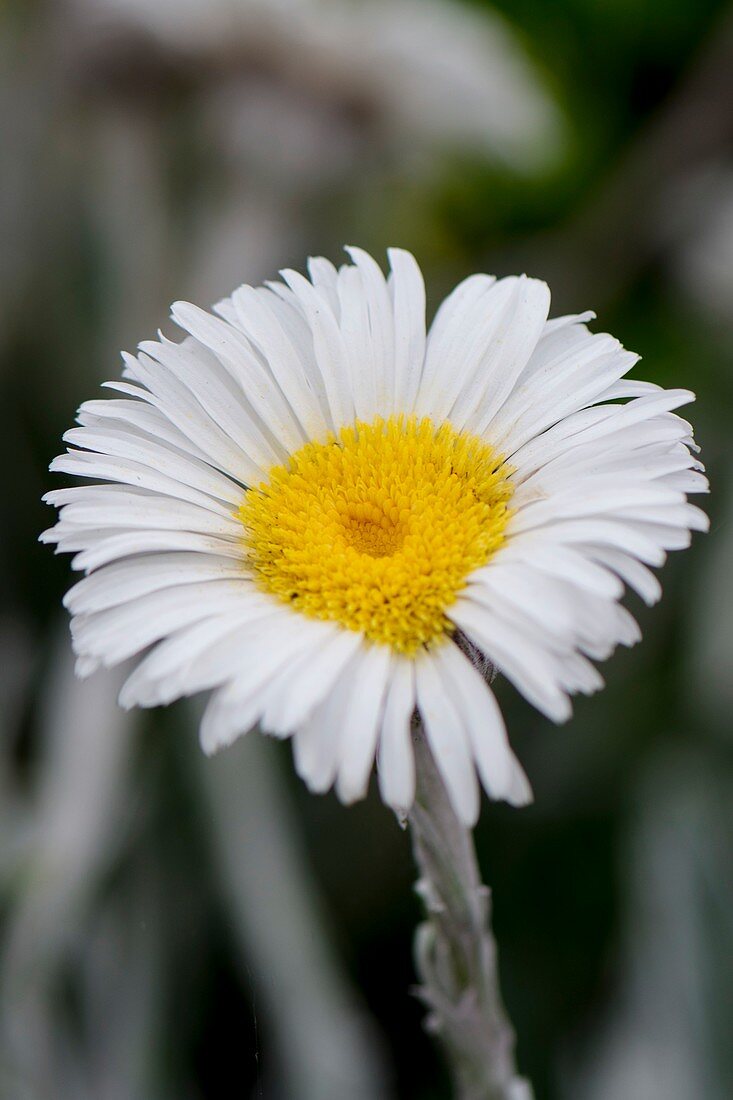 Large mountain daisy (Celmisia semicordata) flower
