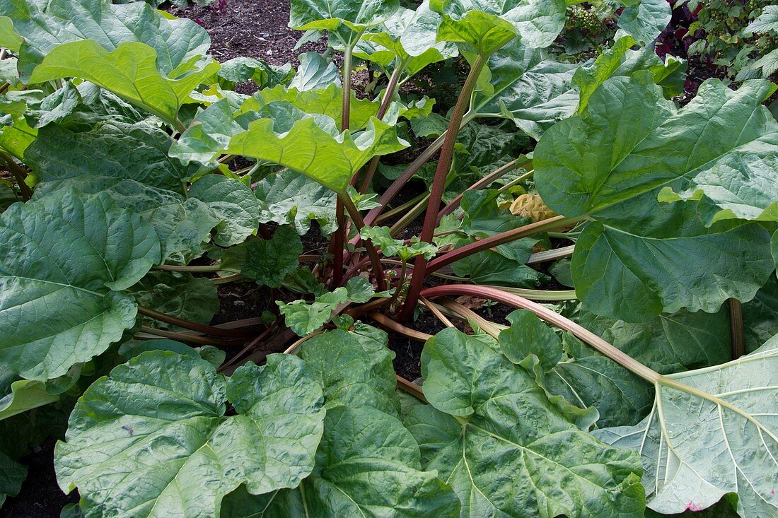 Rhubarb (Rheum x hybridum 'Timperley Early')