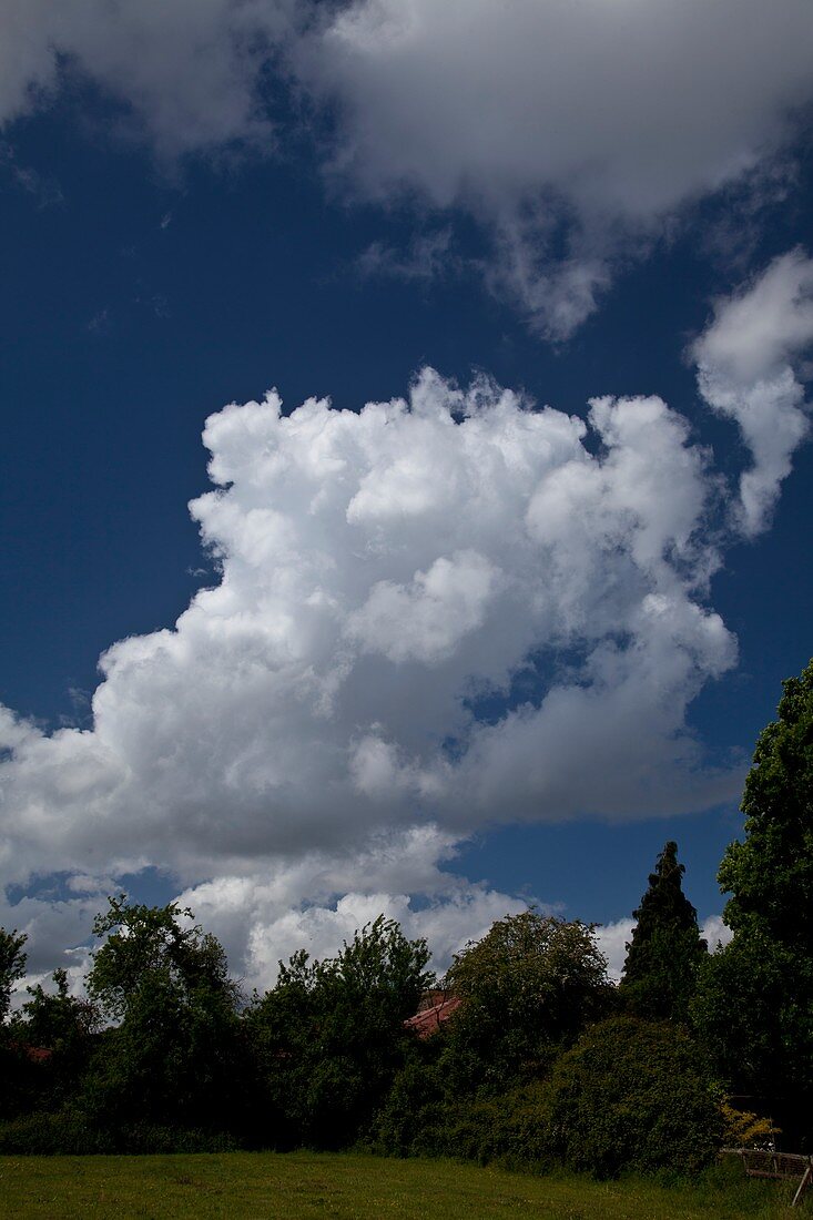 Cumulus mediocris clouds over trees