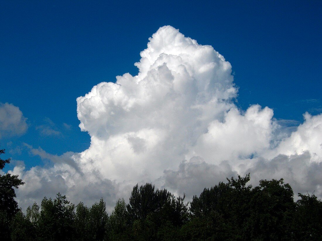 Cumulus congestus clouds over trees