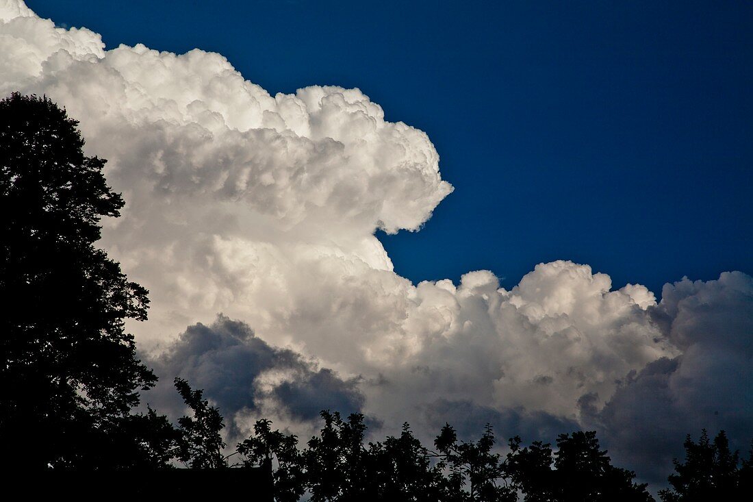 Cumulus congestus clouds over trees