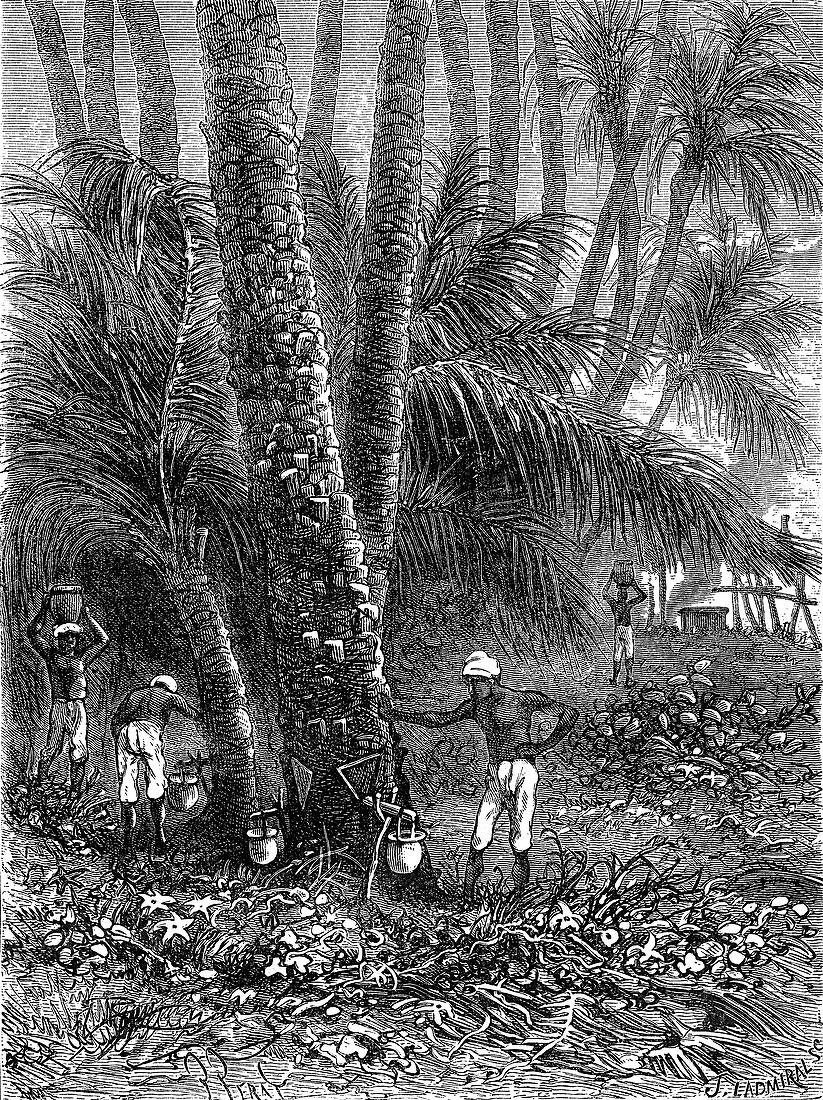 Date palm sap harvesting, 19th century