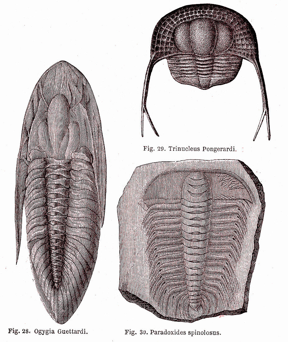 Silurian trilobite fossils, 19th century