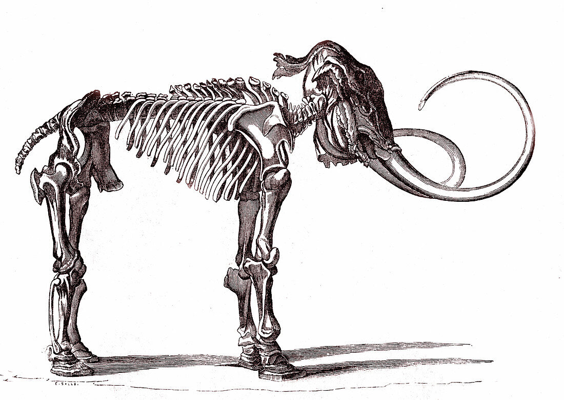 Woolly mammoth skeleton, 19th century