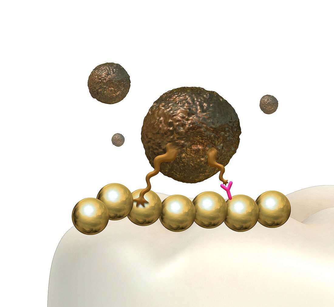 Vaccine disrupting dental bacteria, illustration