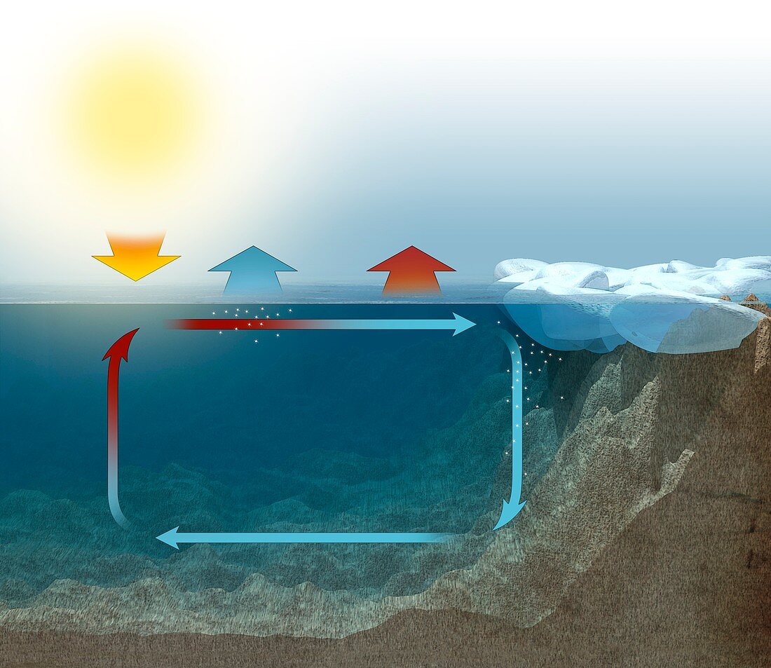 Ocean thermohaline circulation mechanism, illustration