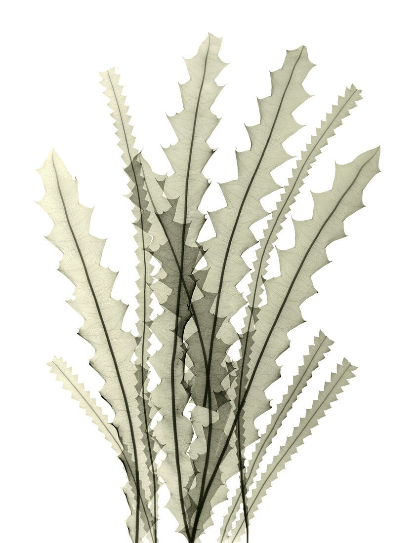 Banksia leaves, X-ray