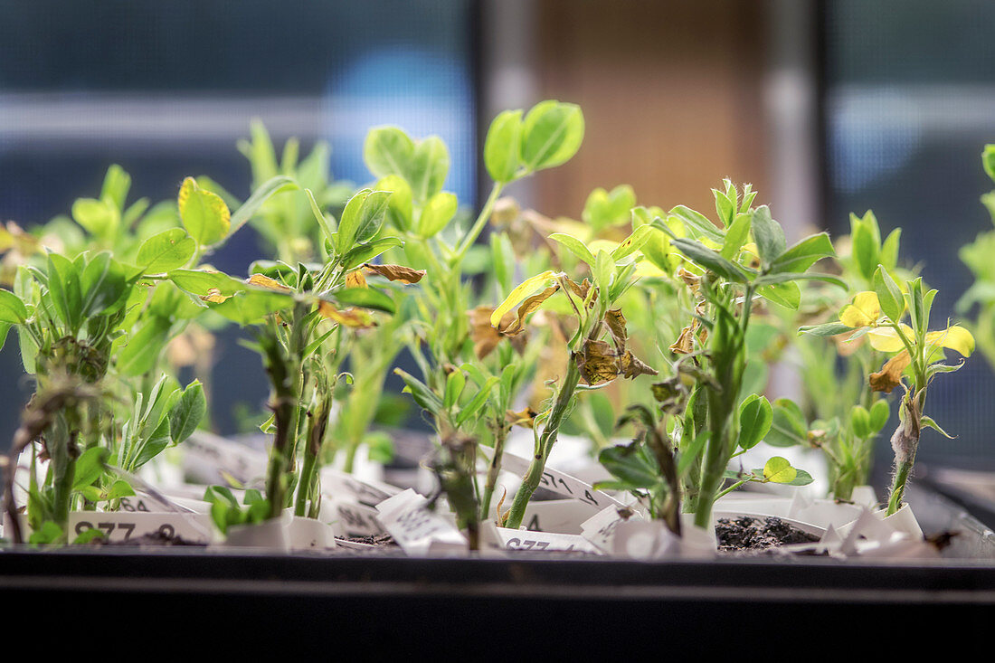Peanut plants growing in laboratory