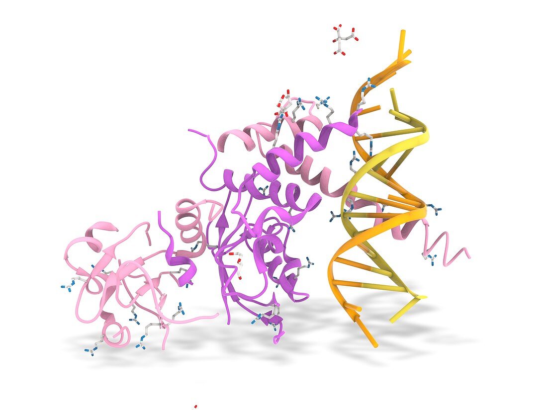 Aryl hydrocarbon receptor binding to DNA, illustration