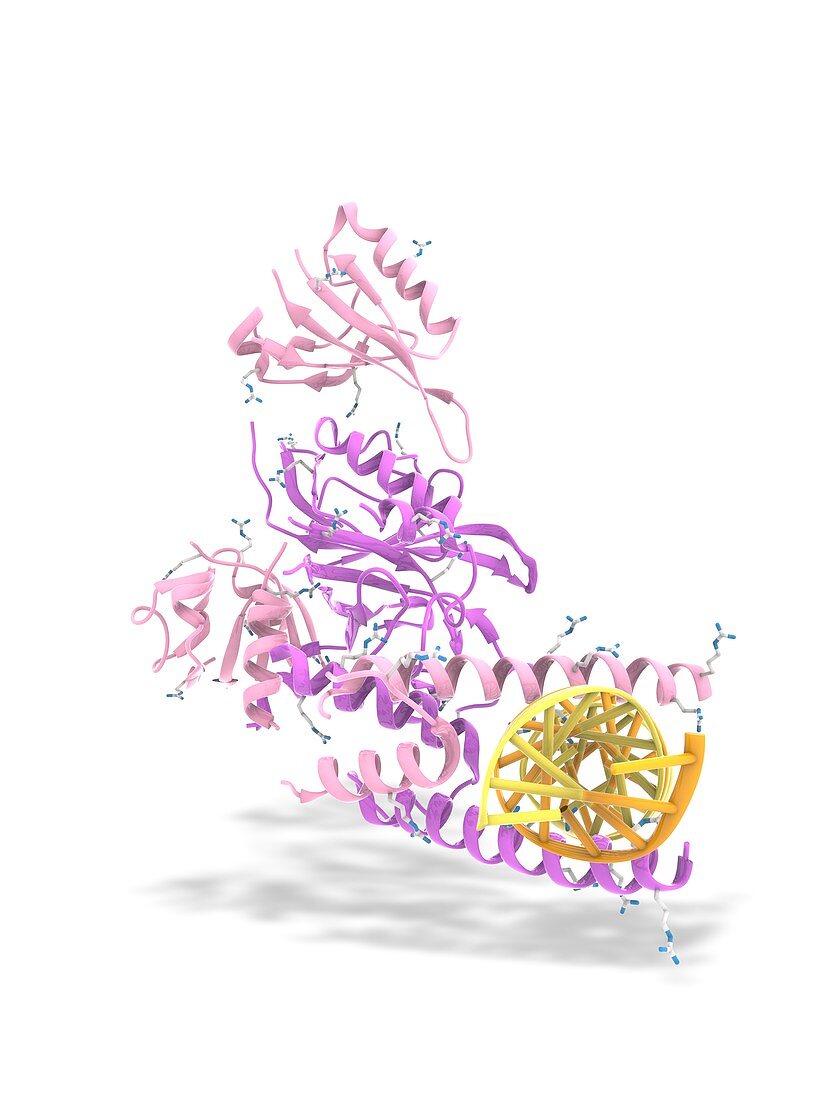 Hypoxia inducible factor bound to DNA, illustration