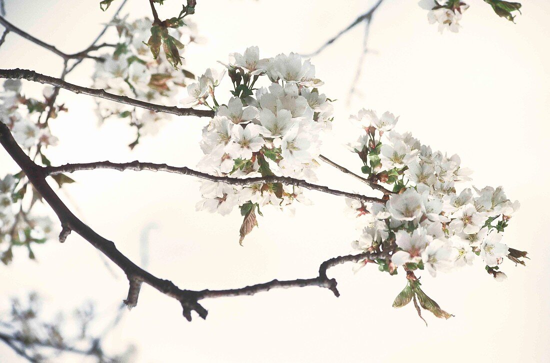 Apple (Malus sp.) blossom
