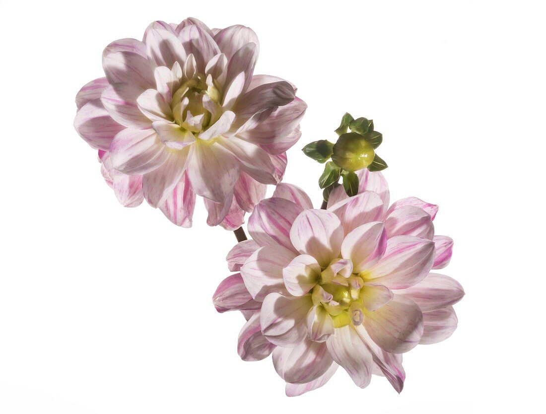 Dahlia flowers