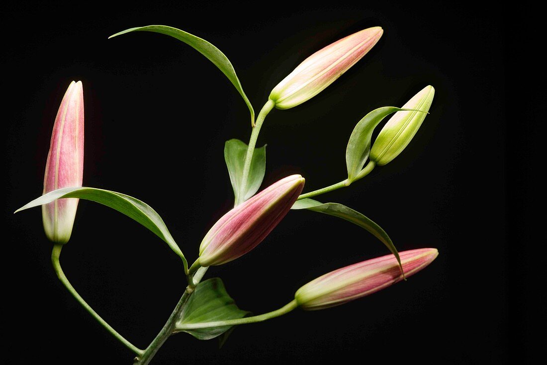 Lilly (Lilium sp.) flowers
