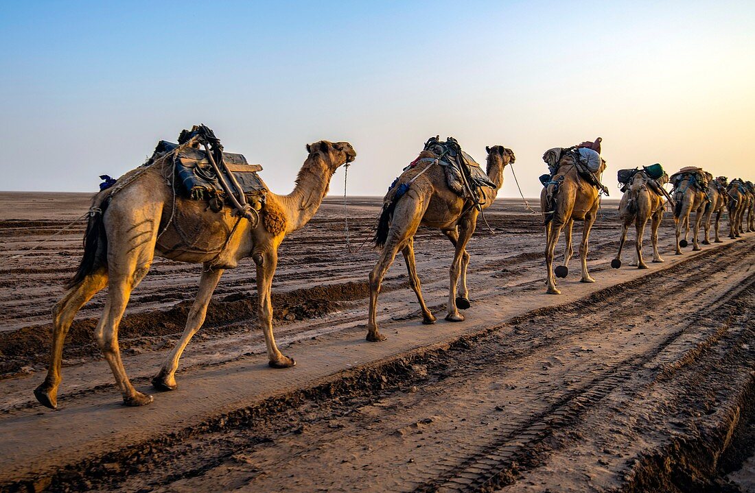 Caravan of camels, Danakil Depression, Ethiopia