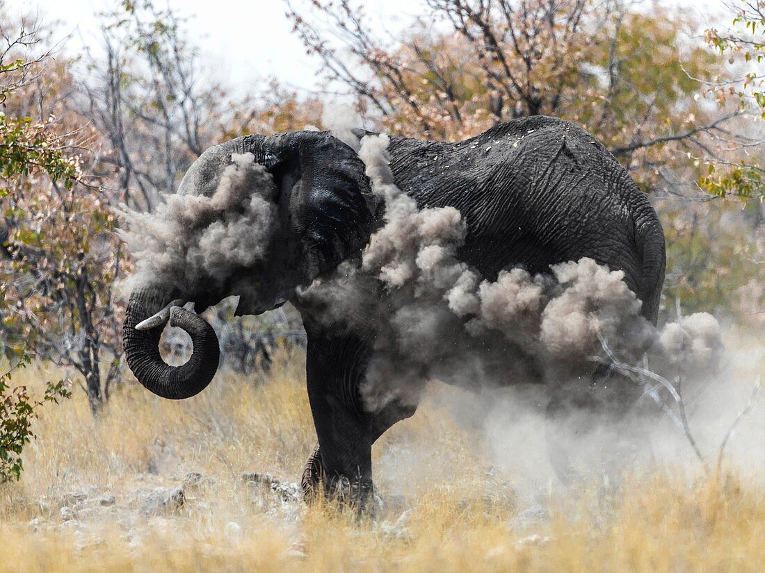 Elephant dust bathing