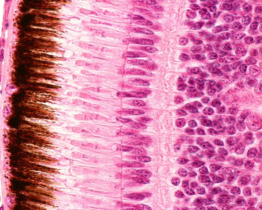 Outer layers of the retina, light micrograph