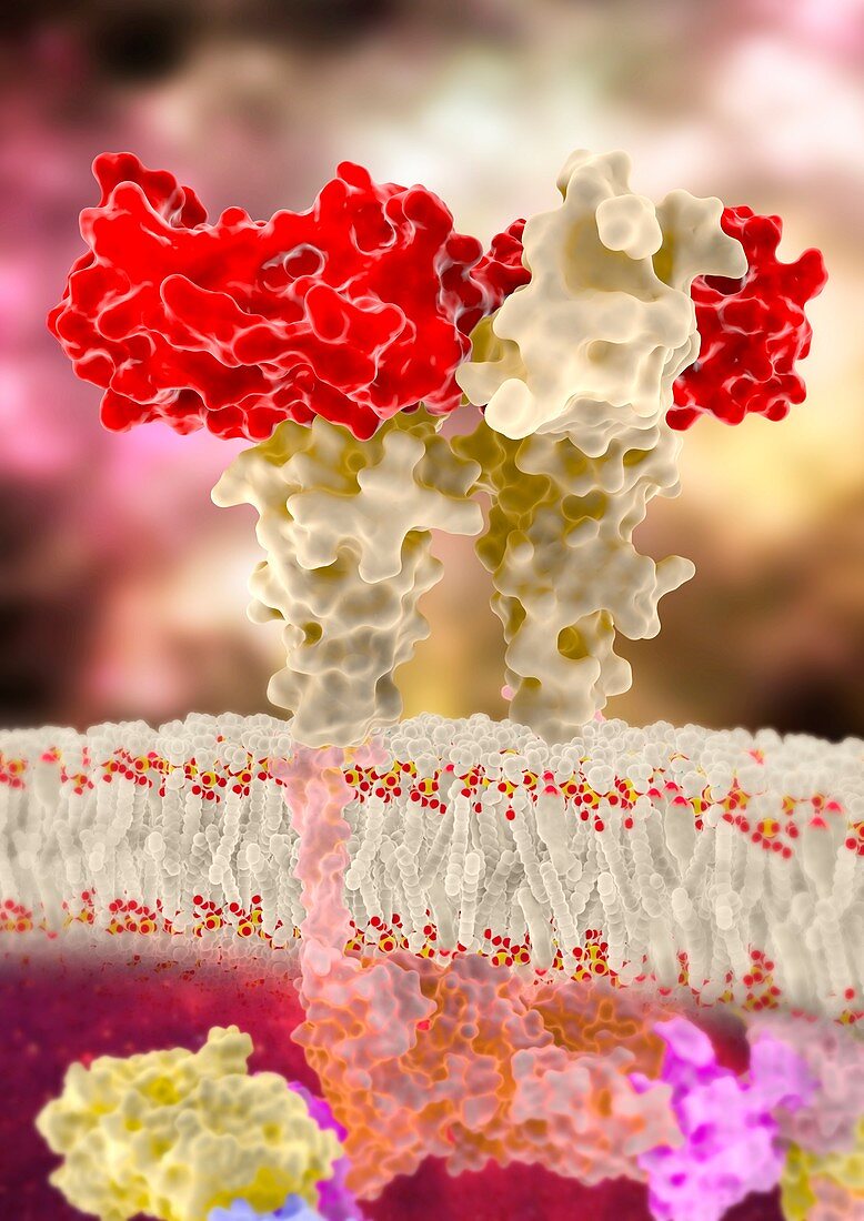 GCSF hormone binding to membrane receptor, illustration