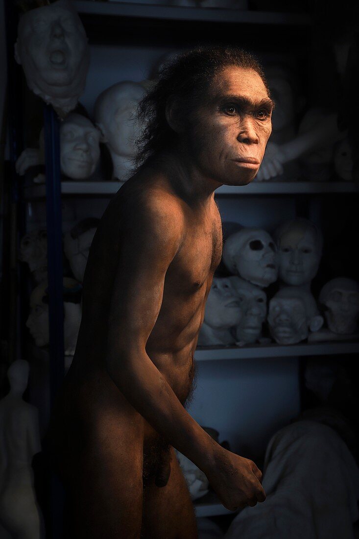 Homo naledi model